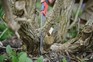 David using a pruning saw on Sambucus Nigra in late spring