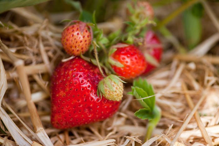 2048x1365-Best-strawberries-to-grow-LI1386544 Strawberry 'Royal Sovereign'