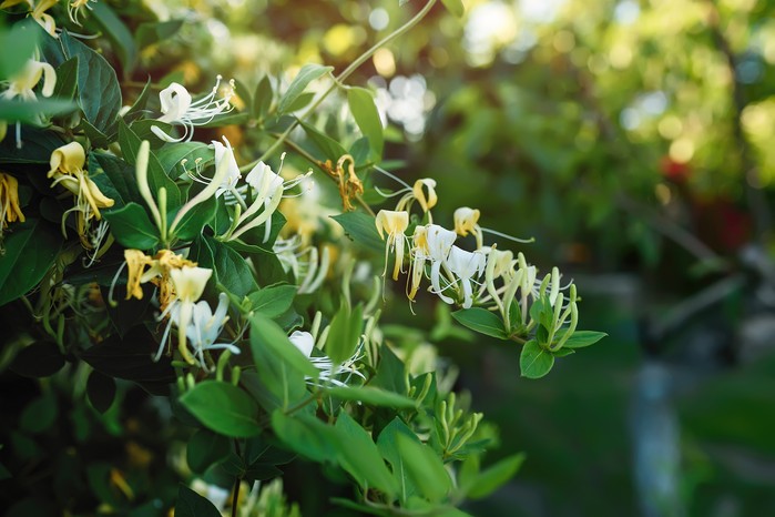 2048x1365-Lonicera-SEO-GettyImages-1325214252 Blooming honeysuckle Bush near the house. White yellow Lonicera japonica Caprifolium perfoliate honeysuckle flowers. Honeysuckle Graham Thomas in the garden, hedge in horticulture, natural background and a green fence with white flowers