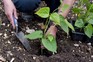 Planting runner beans